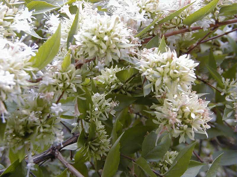 Abelia chinensis / abelia chinensis Abelia chinensis / Abelia chinesa