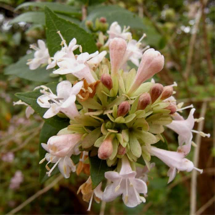 Abelia chinensis / abelia chinensis Abelia chinensis / Abelia chinesa