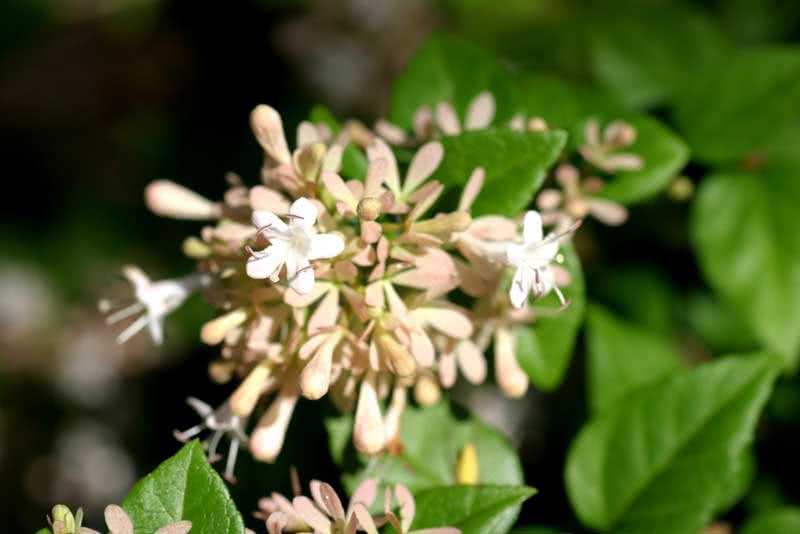 Abelia chinensis / abelia chinensis Abelia chinensis / Abelia chinesa