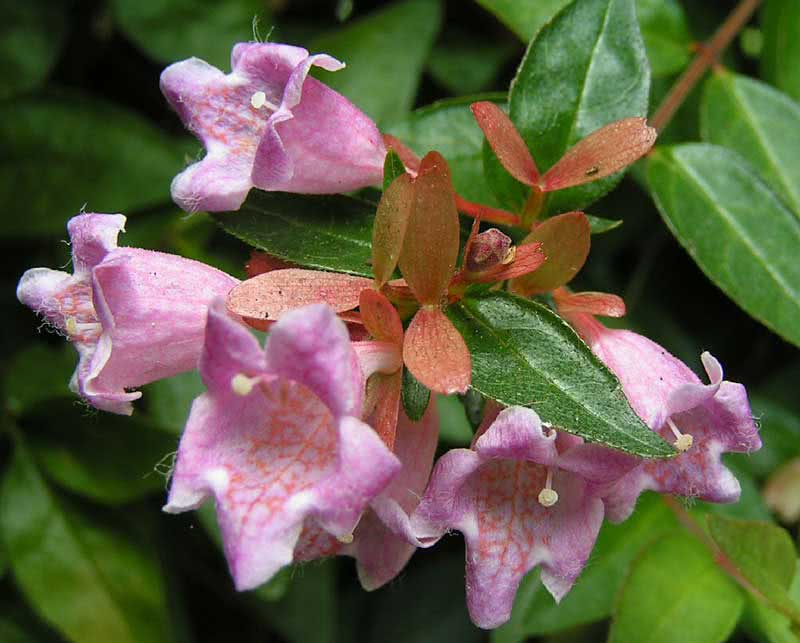 Abelia grandiflora / Abelia grandiflora Abelia grandiflora / Abelia grandiflora