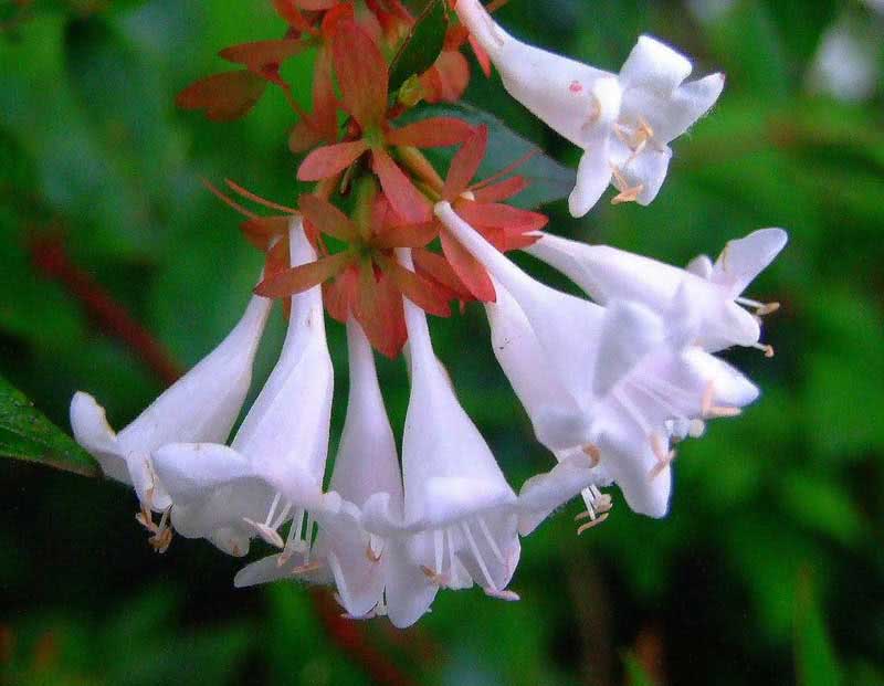 Abelia grandiflora / Abelia grandiflora Abelia grandiflora / Abelia grandiflora