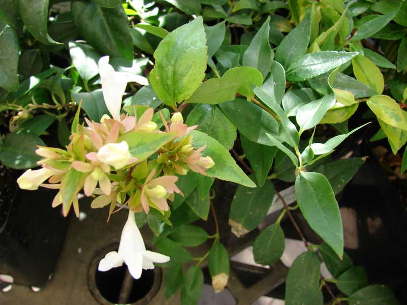 Abelia grandiflora / Abelia grandiflora Abelia grandiflora / Abelia grandiflora