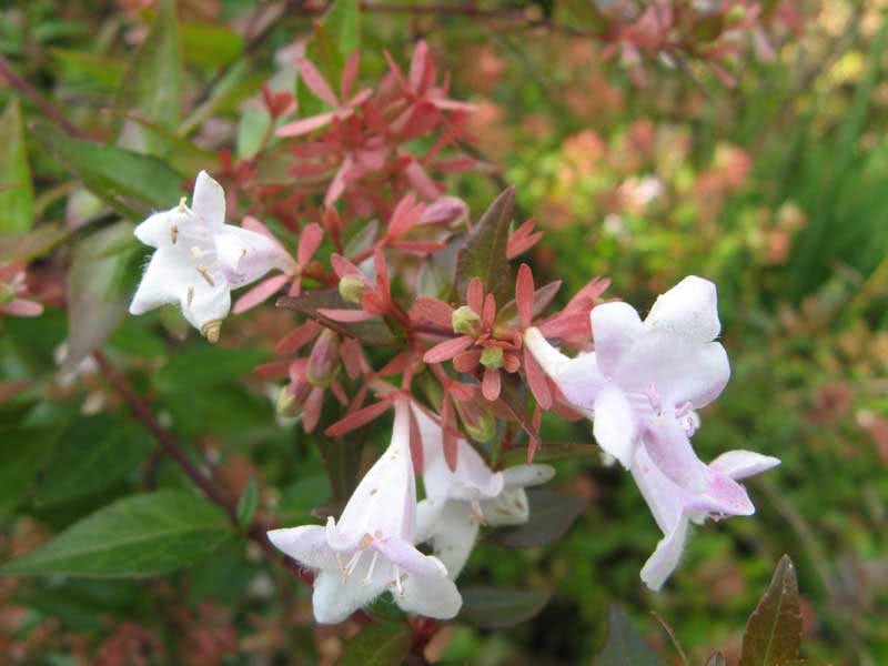 Abelia grandiflora / Abelia grandiflora Abelia grandiflora / Abelia grandiflora
