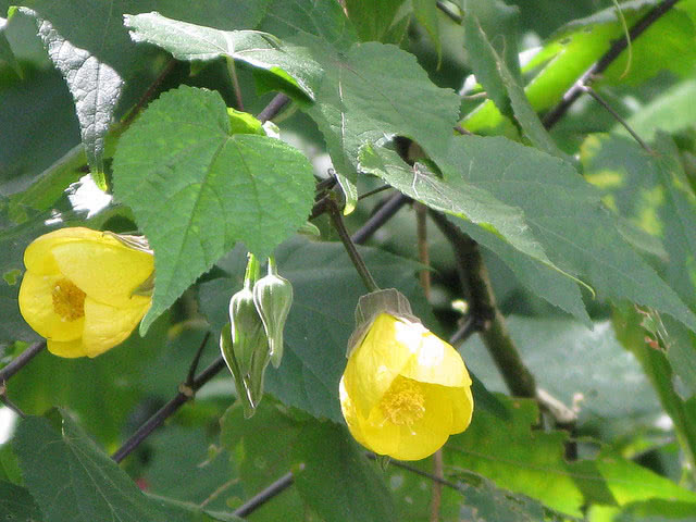 Abutilon hybridum / híbrido Abutilon Abutilon hybridum / híbrido abutilon