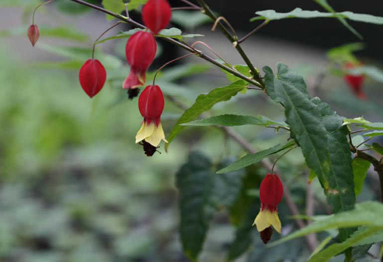 Abutilon megapotamicum / Abutilon megapotamicum Abutilon megapotamicum / Abutilon megapotamicum
