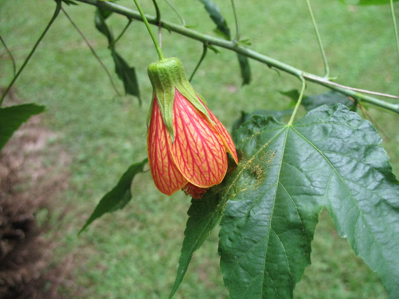 Abutilon pictum / abutilon spotted Abutilon pictum / abutilon spotted