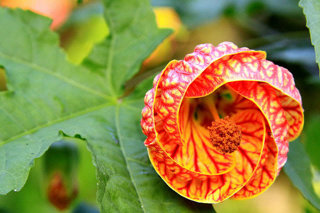 Abutilon striatum Abutilon striatum / abutilone listrado