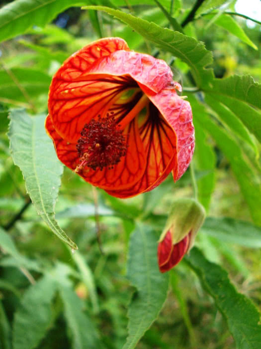 Abutilon striatum Abutilon striatum / abutilone listrado