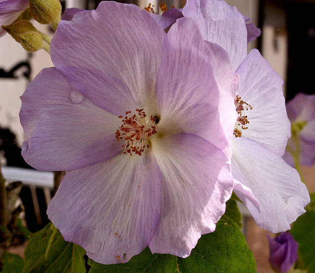 Abutilon vitifolium / abutilon de folha de uva Abutilon vitifolium / abutilon com folhas de uva