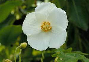 Abutilon vitifolium / abutilon de folha de uva Abutilon vitifolium / abutilon com folhas de uva