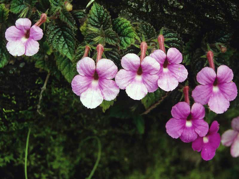 Achimenes grandiflora / Achimenes grandiflora Achimenes grandiflora / Achimenes grandiflora