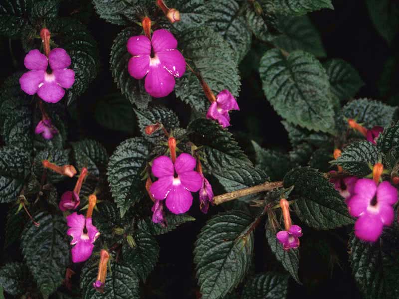 Achimenes grandiflora / Achimenes grandiflora Achimenes grandiflora / Achimenes grandiflora
