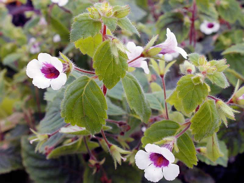 Achimenes grandiflora / Achimenes grandiflora Achimenes grandiflora / Achimenes grandiflora