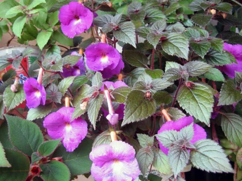 Achimenes longiflora / Achimenes longiflora Achimenes longiflora / Achimenes longiflora