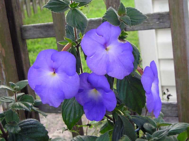 Achimenes longiflora / Achimenes longiflora Achimenes longiflora / Achimenes longiflora