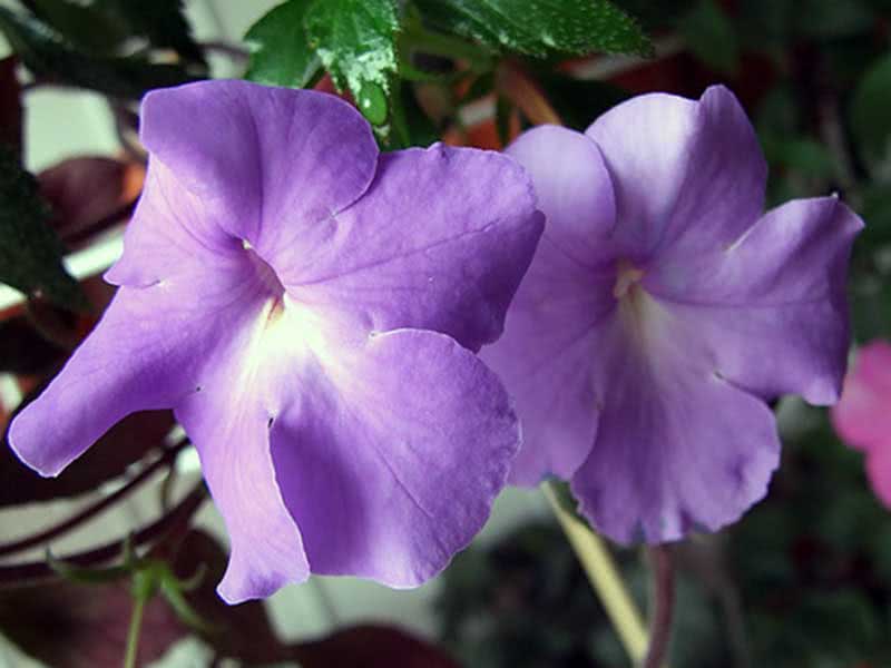 Achimenes longiflora / Achimenes longiflora Achimenes longiflora / Achimenes longiflora