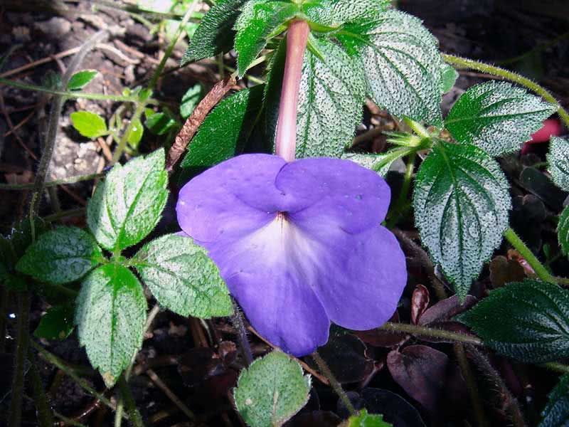Achimenes longiflora / Achimenes longiflora