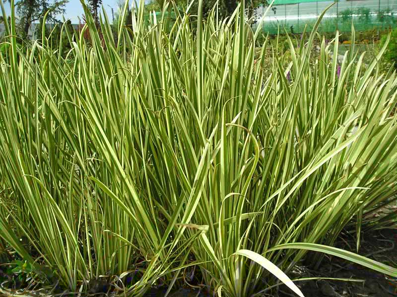 Acorus calamus / Marsh calamus (biasa)