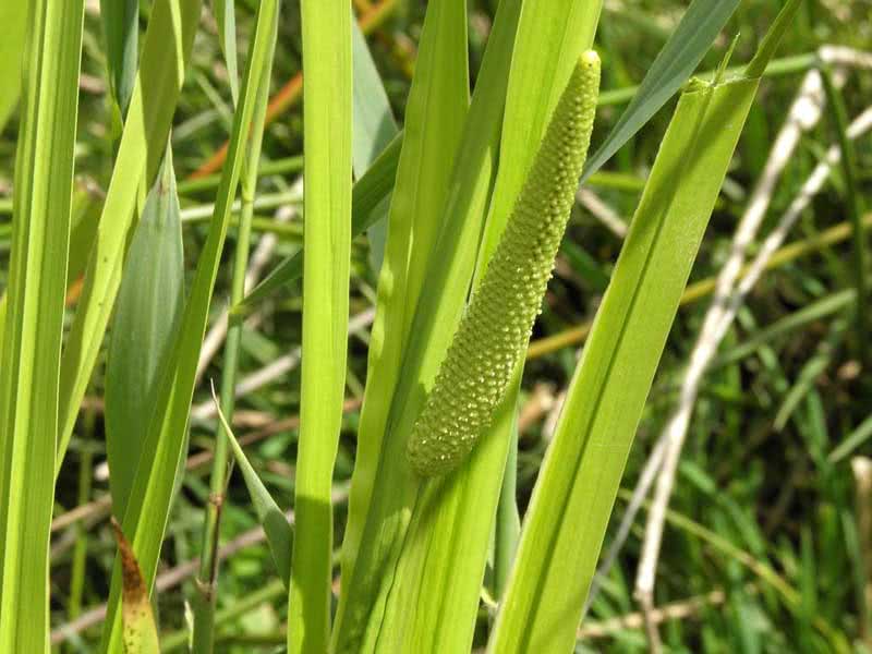 Acorus calamus / Marsh calamus (biasa)