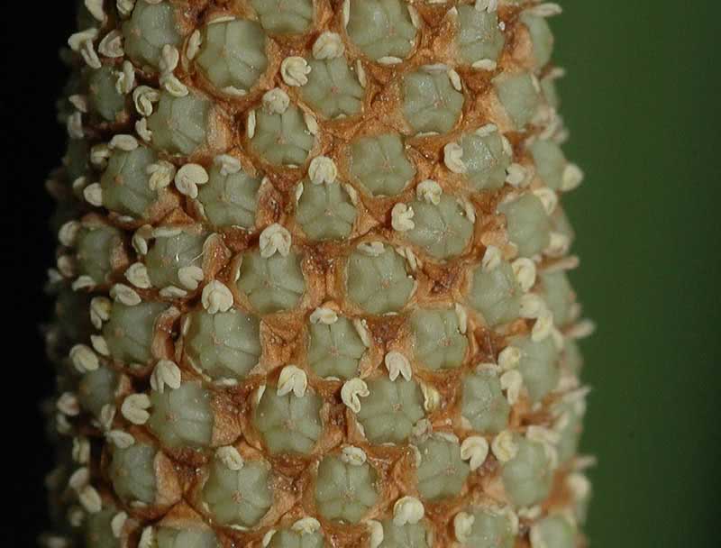 Acorus calamus / Marsh calamus (biasa)