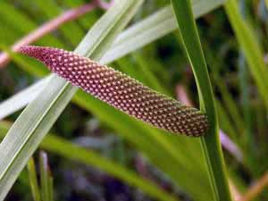 Calamus