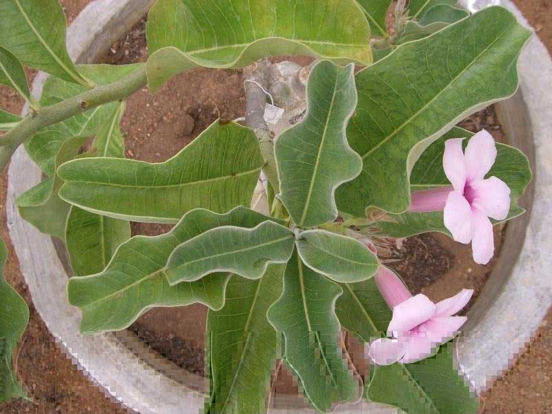 Adenium boehmianum / adenium boehmianum