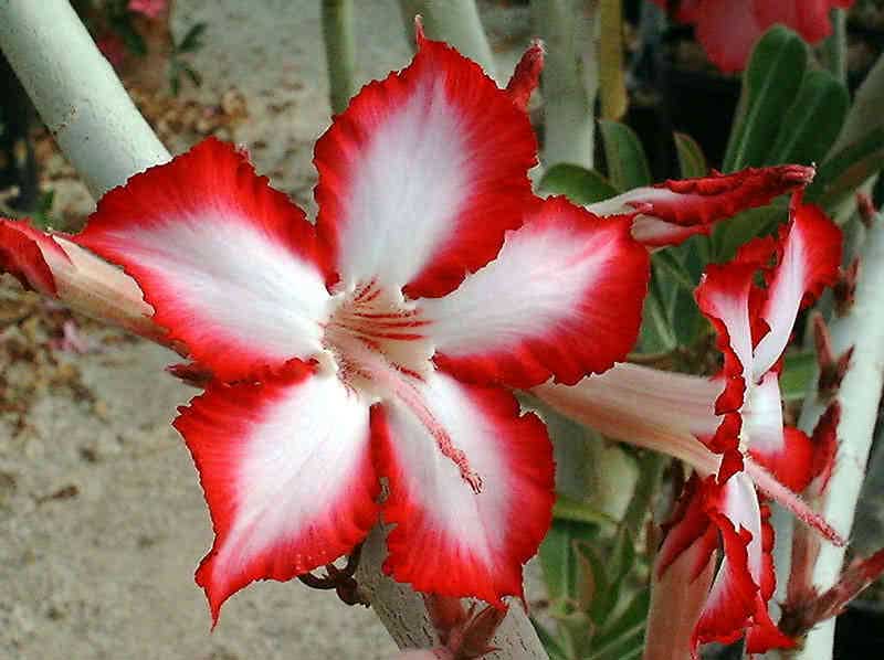 Adenium multiflorum / adenium multiflorum