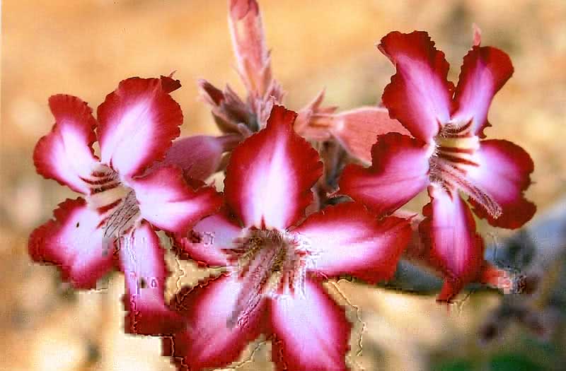 Adenium multiflorum / adenium multiflorum