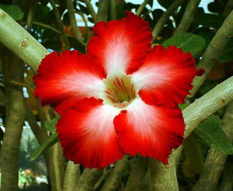 Adenium multiflorum / adenium multiflorum