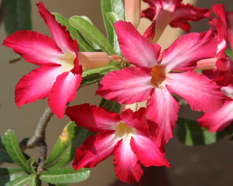 Adenium obesum / adenium obesum (gemuk)