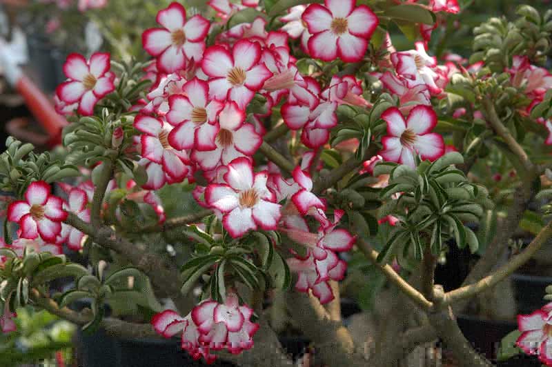 Adenium obesum / adenium obesum (gemuk)
