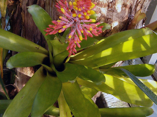Aechmea caudata / echmea caudata (barbudo) Aechmea caudata / echmea caudata (barbudo)