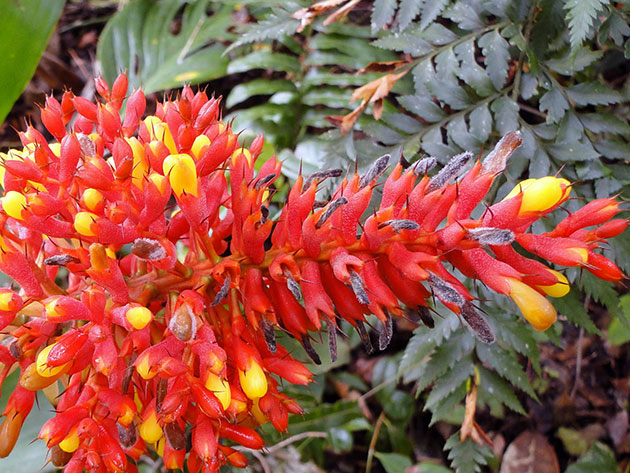 Aechmea caudata / echmea caudata (barbudo) Aechmea caudata / echmea caudata (barbudo)