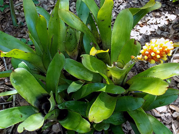 Aechmea comata / shaggy ehmei (Lindena) Aechmea comata / shaggy ehmeya (Lindena)