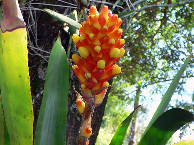 Aechmea comata / shaggy ehmei (Lindena) Aechmea comata / shaggy ehmeya (Lindena)