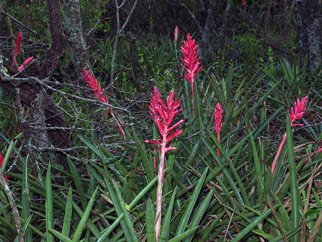 Aechmea distichantha / ehmei duas fileiras Aechmea distichantha / ehmeya duas fileiras