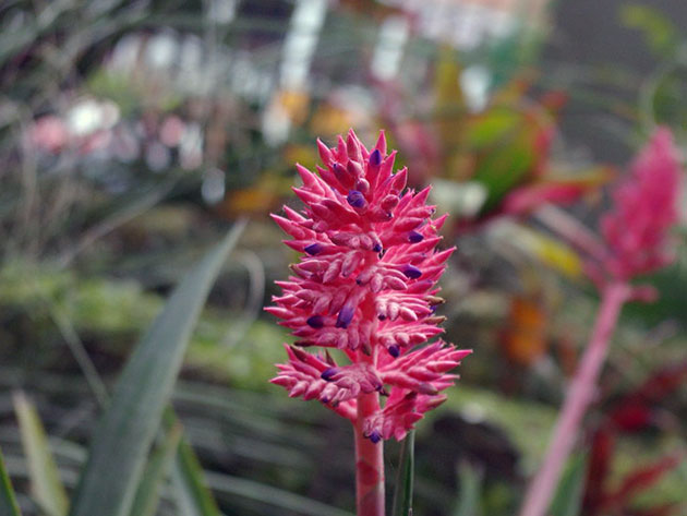 Aechmea distichantha / ehmei duas fileiras Aechmea distichantha / ehmeya duas fileiras