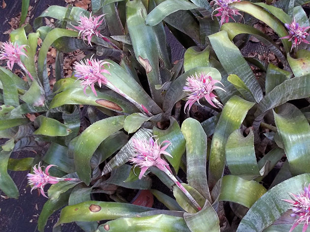 Aechmea fasciata / Echmea listrado Aechmea fasciata / listrado echmea
