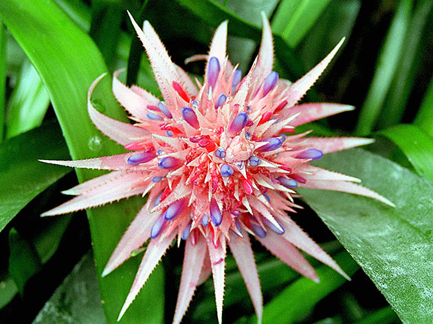 Aechmea fasciata / Echmea listrado Aechmea fasciata / listrado echmea