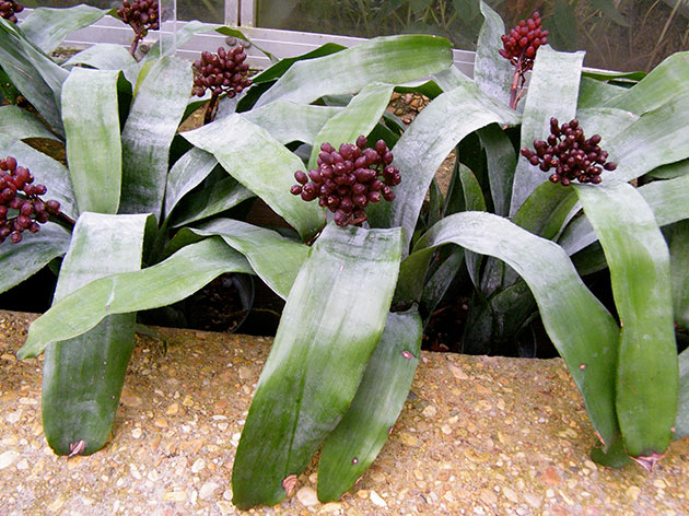 Aechmea fulgens / ehmea espumante Aechmea fulgens / ehmea espumante