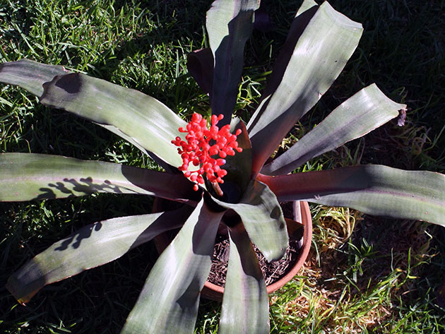Aechmea miniata / Echmei vermelho fosco Aechmea miniata / echmea vermelho fosco