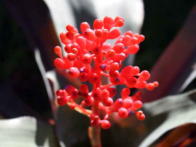 Aechmea miniata / Echmei vermelho fosco Aechmea miniata / echmea vermelho fosco