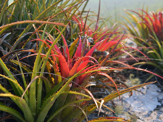 Aechmea recurvata / curved echmea Aechmea recurvata / curved echmea