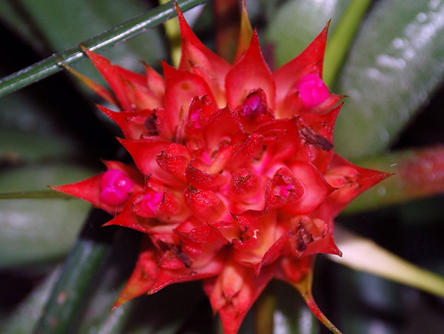 Aechmea recurvata / curved echmea Aechmea recurvata / curved echmea