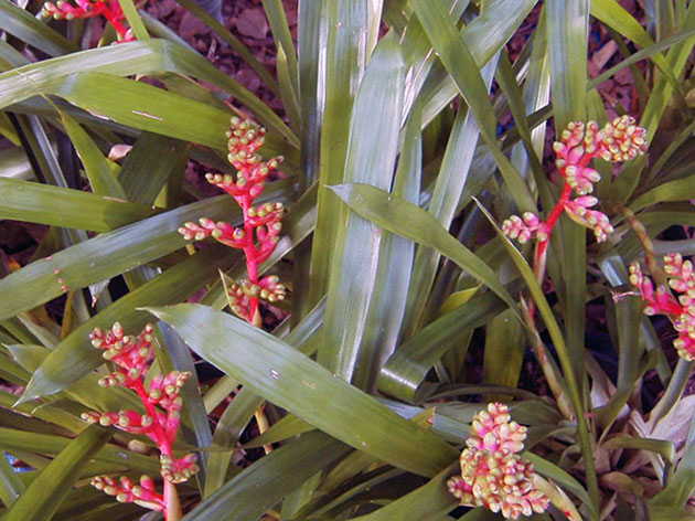 Aechmea weilbachii / ehmei Weilbach Aechmea weilbachii / ehmeya Weilbach