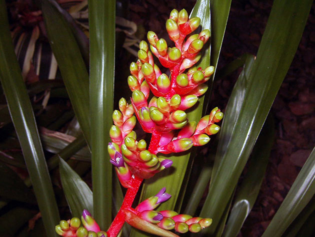Aechmea weilbachii / ehmei Weilbach Aechmea weilbachii / ehmeya Weilbach