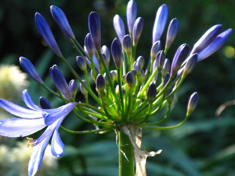 Agapanthus orientalis / Agapanthus oriental Agapanthus orientalis / agapanthus oriental