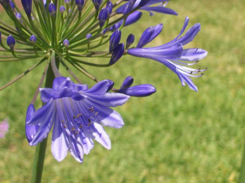 Agapanthus orientalis / agapanthus oriental Agapanthus orientalis / agapanthus oriental