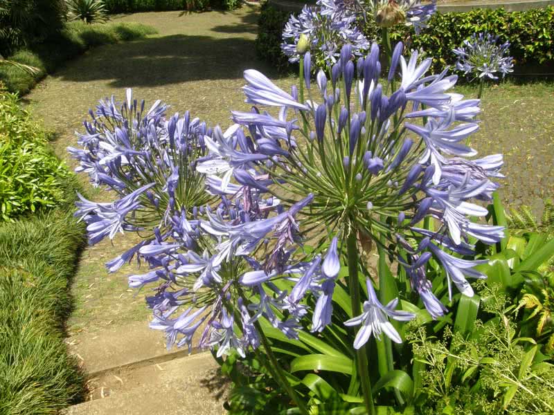 Agapanthus orientalis / agapanthus oriental Agapanthus orientalis / agapanthus oriental