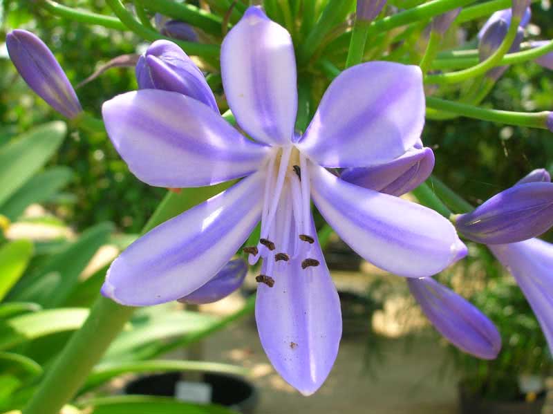 Agapanthus orientalis / agapanthus oriental Agapanthus orientalis / agapanthus oriental